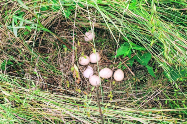 uplands1