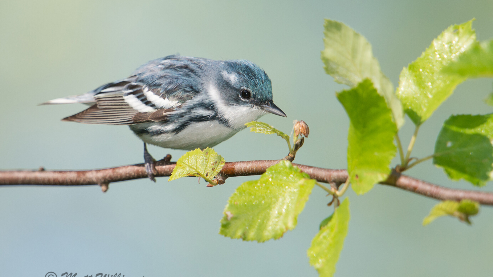 Cerulean Warbler (1)
