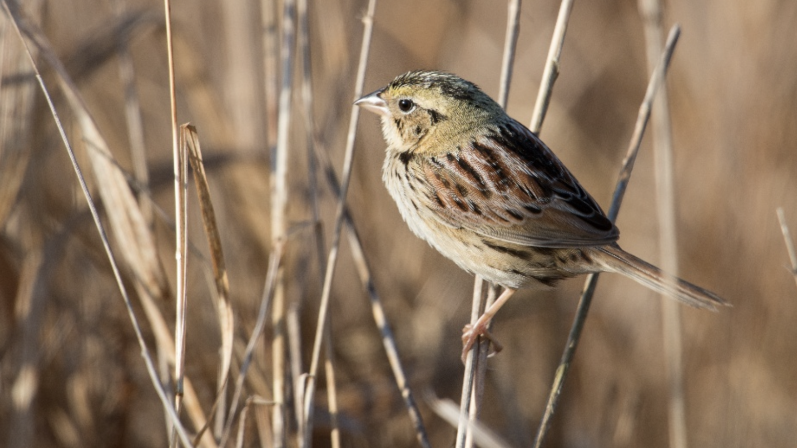 Henslow's Sparrow