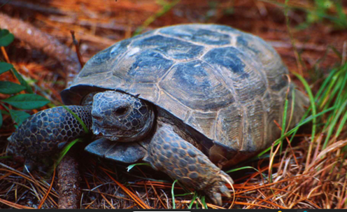 Gopher Tortoise