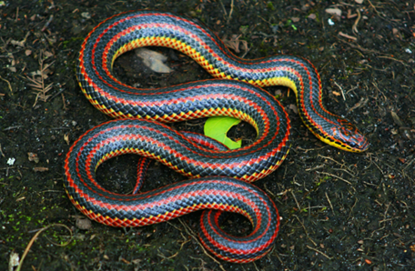 Threatened and Endangered Species