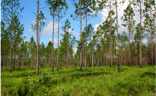 Nokuse Wetlands