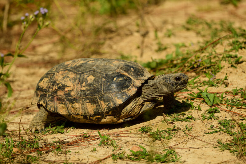 Adult tortoise walking on sandy ground with sparse green plants nearby.