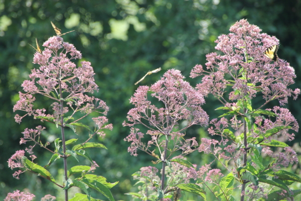 Pink flowering clusters with yellow-and-black swallowtail butterflies perched on the blooms in a sunny garden backdrop.