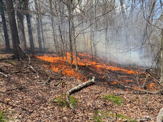Forest floor burning in a wooded area with orange flames and smoke among leaf litter and bare trees.
