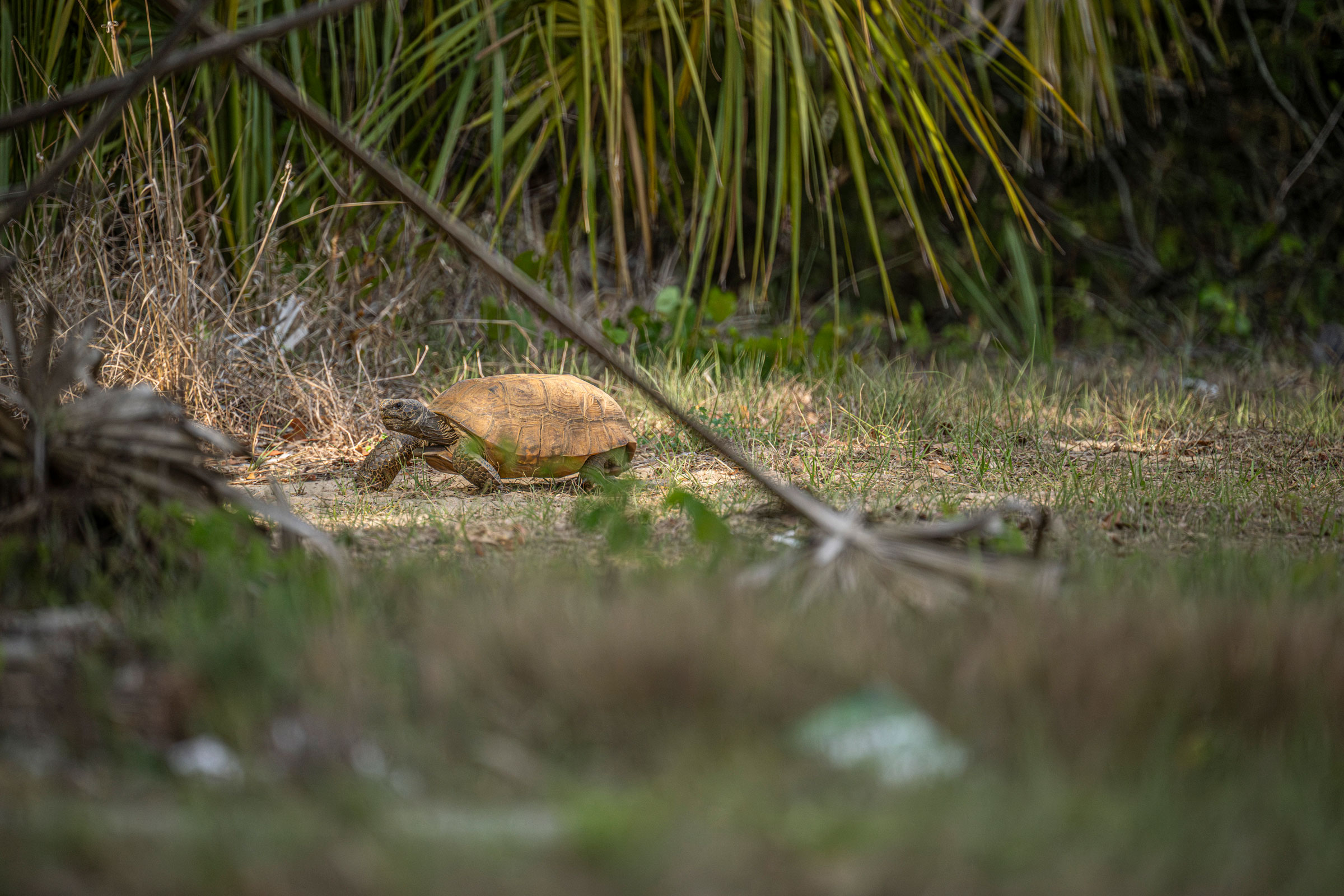 A small turtle on a sandy path, surrounded by dry grass and green vegetation in a natural setting.
