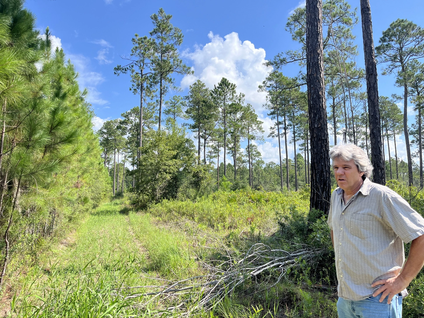 Man in a light checkered shirt stands at the edge of a sunlit pine forest clearing under a blue sky.