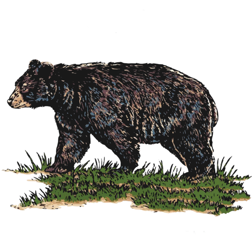 Logo for Nokuse Land Conservancy showing a bear in a grassy foreground with large white 'NOKUSE' text above.