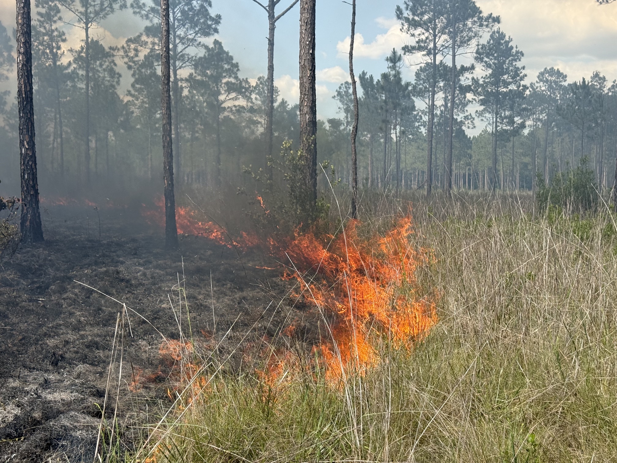 Forest fire burning along a pine forest floor with orange flames and smoke among the trees.